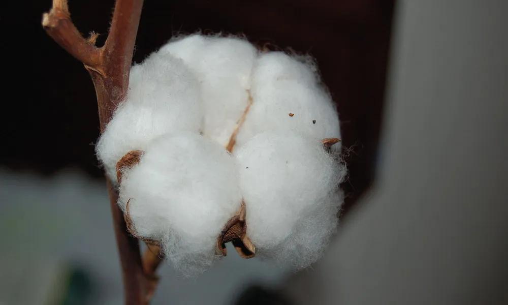 Fibras de celulosa en el proceso químico orgánico